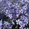 Phlox Phlox divaricata 'Chattahoochee' Phlox Phlox divaricata 'Chattahoochee'