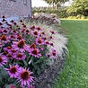 Borderbeplanting Prairie borderbundel Borderbeplanting Prairie borderbundel