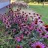Borderbeplanting Prairie borderbundel Borderbeplanting Prairie borderbundel