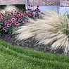 Borderbeplanting Prairie borderbundel Borderbeplanting Prairie borderbundel