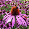 Echinacea Echinacea purpurea ‘Pica Bella’ Echinacea Echinacea purpurea ‘Pica Bella’