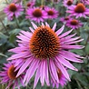 Echinacea Echinacea purpurea ‘Pica Bella’ Echinacea Echinacea purpurea ‘Pica Bella’