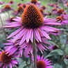 Echinacea Echinacea purpurea ‘Pica Bella’ Echinacea Echinacea purpurea ‘Pica Bella’