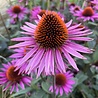 Echinacea Echinacea purpurea ‘Pica Bella’ Echinacea Echinacea purpurea ‘Pica Bella’