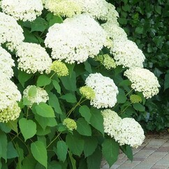 Hortensia