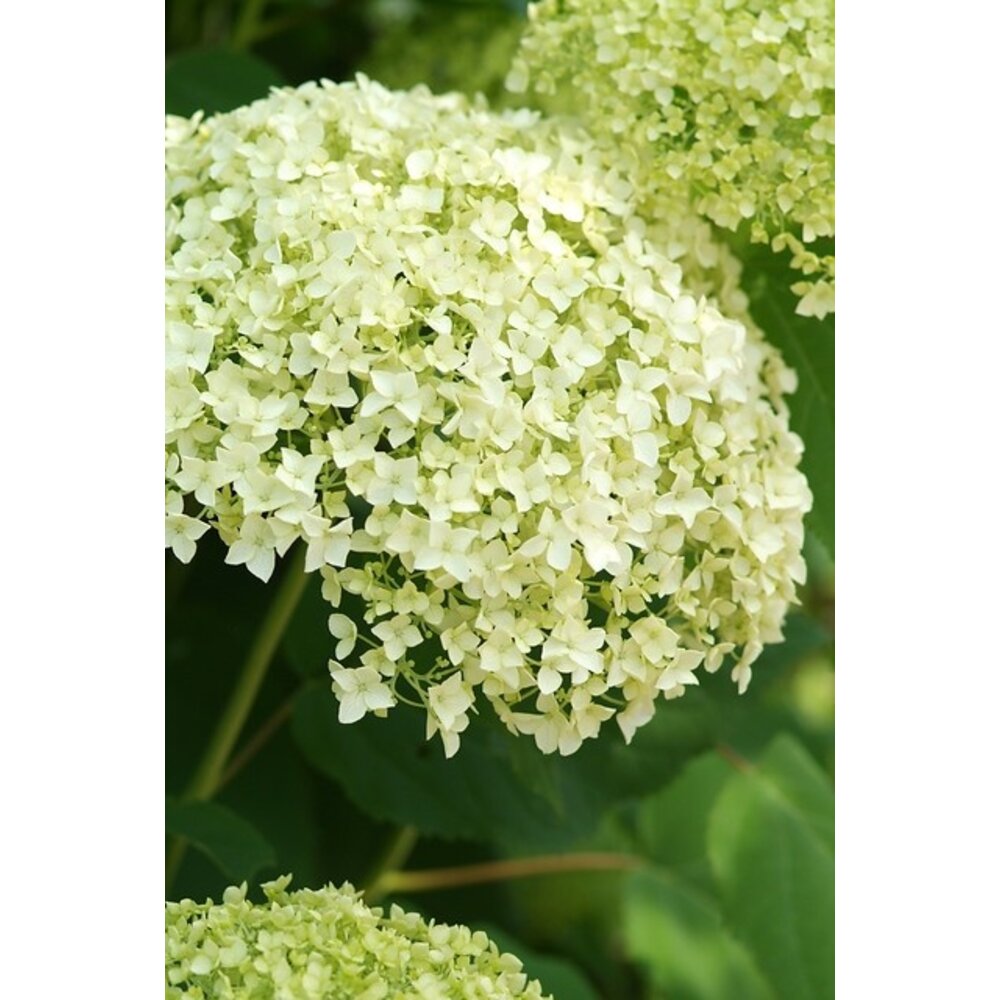 buy wasabi plants Fresh Japanese Wasabi root 