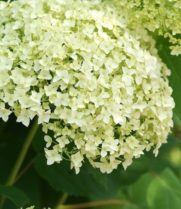 Hydrangea Hydrangea arborescens annabelle