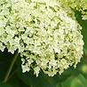 Hydrangea Hydrangea arborescens annabelle Hydrangea Hydrangea arborescens annabelle