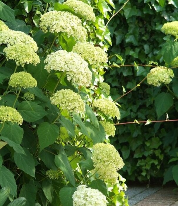 Hydrangea Hydrangea arborescens annabelle