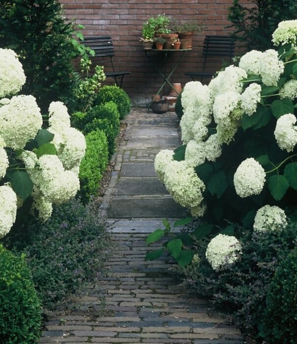 Hydrangea Hydrangea arborescens annabelle
