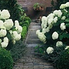 Hydrangea Hydrangea arborescens annabelle Hydrangea Hydrangea arborescens annabelle