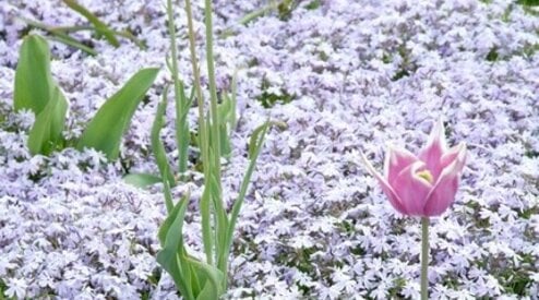 Bodembedekkers in uw tuin