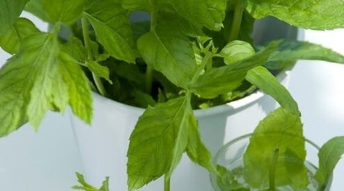 Planten die u rechtstreeks van uit uw tuin in de keuken kunt gebruiken