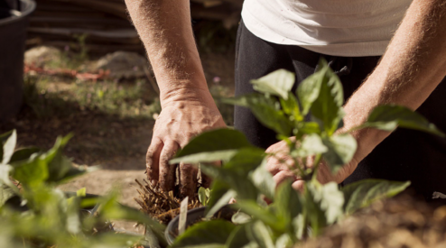 Tips bij het aanplanten van uw tuin of border