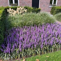 Vaste planten