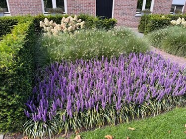 Vaste planten: De ''slingers'' voor uw tuin!