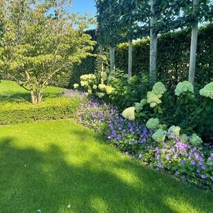 Tuinplanten