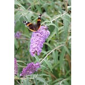 Buddleja 'Blue Chip' Vlinderstruik