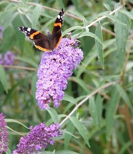 Buddleja 'Blue Chip'
