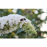 Buddleja ' White Chip' Vlinderstruik