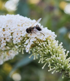 Buddleja ' White Chip'