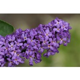 Buddleja ' Purple Chip' Vlinderstruik