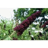 Buddleja dav. 'Black Knight' Vlinderstruik