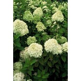 Hortensia | Hydrangea paniculata 'Limelight' ®