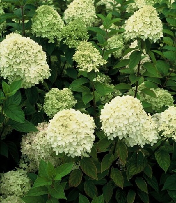 Hydrangea Hortensia | Hydrangea paniculata 'Limelight' ®