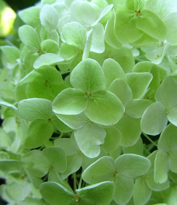 Hydrangea Hortensia | Hydrangea paniculata 'Limelight' ®