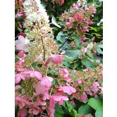 Hortensia | Hydrangea paniculata 'Pinky Winky'