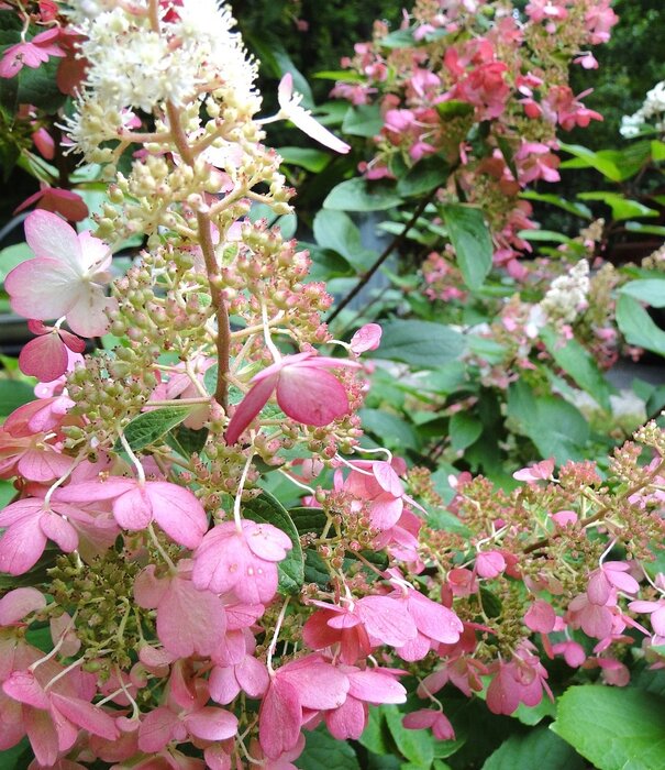 Hydrangea Hortensia | Hydrangea paniculata 'Pinky Winky'