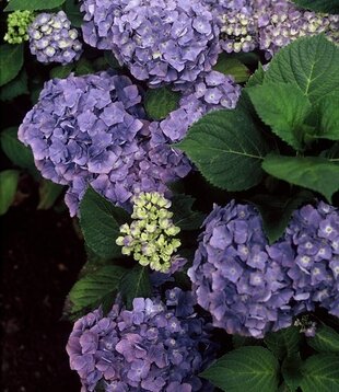 Hydrangea macrophylla 'Bodensee'