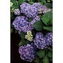 Hortensia | Hydrangea macrophylla 'Bodensee'