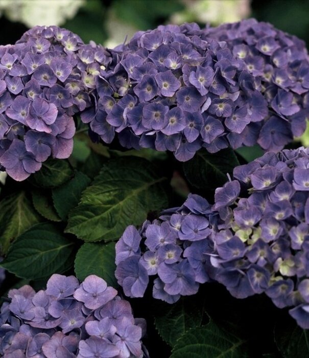 Hydrangea Hortensia | Hydrangea macrophylla 'Bodensee'