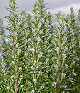 Rosmarinus officinalis