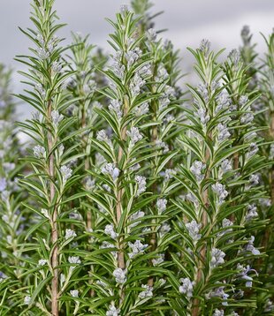 Rosmarinus officinalis