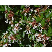 Abelia grandiflora