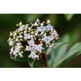 Viburnum tinus