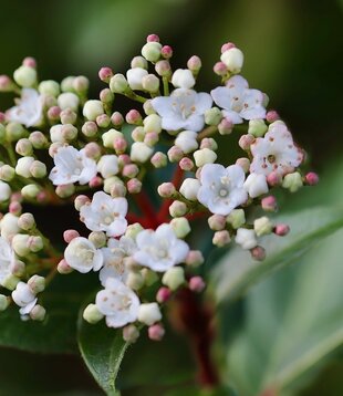 Viburnum tinus