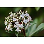 Viburnum tinus