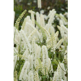 Actaea simplex 'White Pearl'