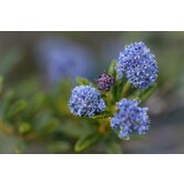 Ceanothus impressus 'Victoria', Amerikaanse sering