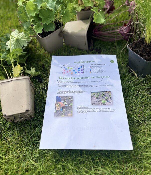 Borderbeplanting Bijen- en vlinder borderbundel