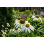 Echinacea 'White meditation'