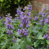 Nepeta racemosa 'Superba'