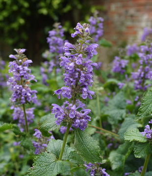 Nepeta racemosa 'Superba'