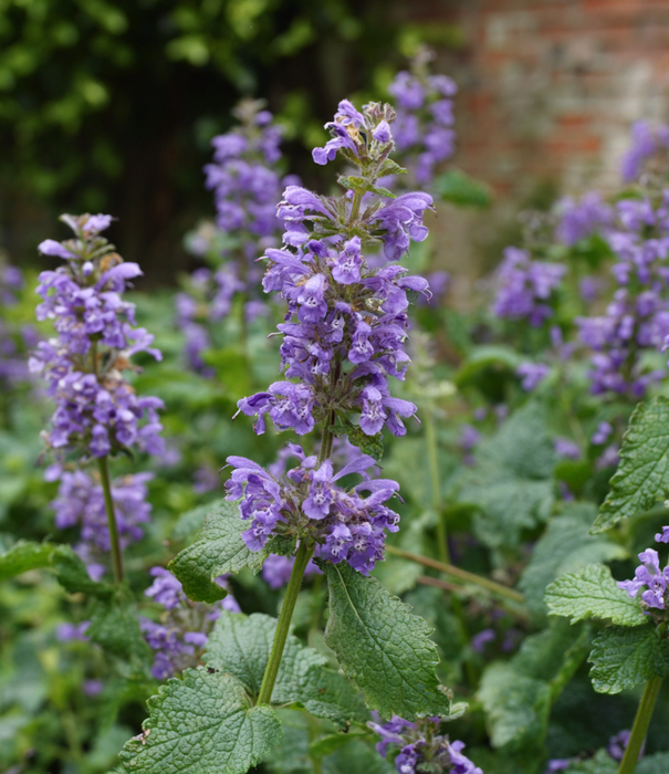 Nepeta Nepeta racemosa 'Superba'