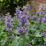 Nepeta racemosa 'Superba'
