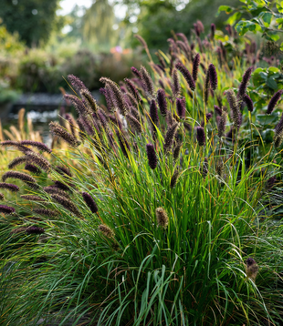 Pennisetum alopecuroides 'Moudry'